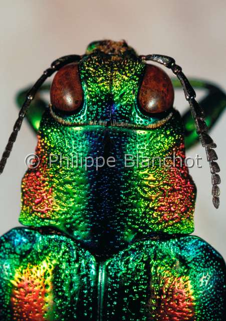 Chrysochroa ocellata.JPG - Chrysochroa ocelleta (Portrait)BupresteMettalic wood boring beetleColeopteraBuprestidaeInde